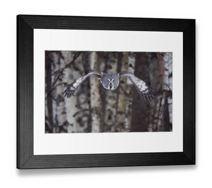 Framed Print : Great Grey owl (Strix nebulosa) flying through woodlands, Tornio, Finland, Scandinavia Framed Print : Great Grey owl (Strix nebulosa) flying through woodlands, Tornio, Finland, Scandinavia