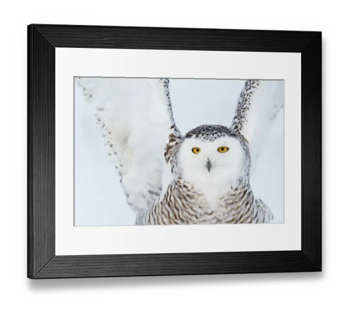 Framed Print : Snowy owl (Bubo scandiaca) close up of female landing on snow covered ground, Canada, February Framed Print : Snowy owl (Bubo scandiaca) close up of female landing on snow covered ground, Canada, February