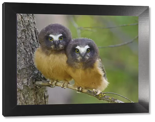 Two Northern Saw-whet Owls (Aegolius acadicus) fledgling chicks, that have recently