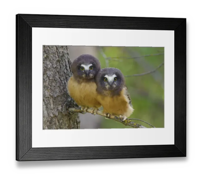 Framed Print : Two Northern Saw-whet Owls (Aegolius acadicus) fledgling chicks, that have recently