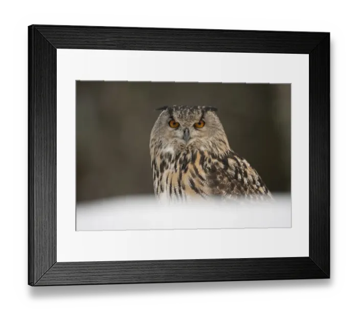 Framed Print : Portrait of a European Eagle Owl (Bubo bubo). Captive. Scotland, UK, February Framed Print : Portrait of a European Eagle Owl (Bubo bubo). Captive. Scotland, UK, February