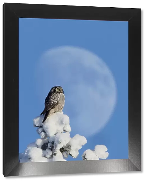 Hawk Owl (Surnia ulula) perched on snowy tree in front of the moon. Kuusamo, Finland