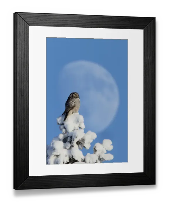 Framed Print : Hawk Owl (Surnia ulula) perched on snowy tree in front of the moon. Kuusamo, Finland Framed Print : Hawk Owl (Surnia ulula) perched on snowy tree in front of the moon. Kuusamo, Finland