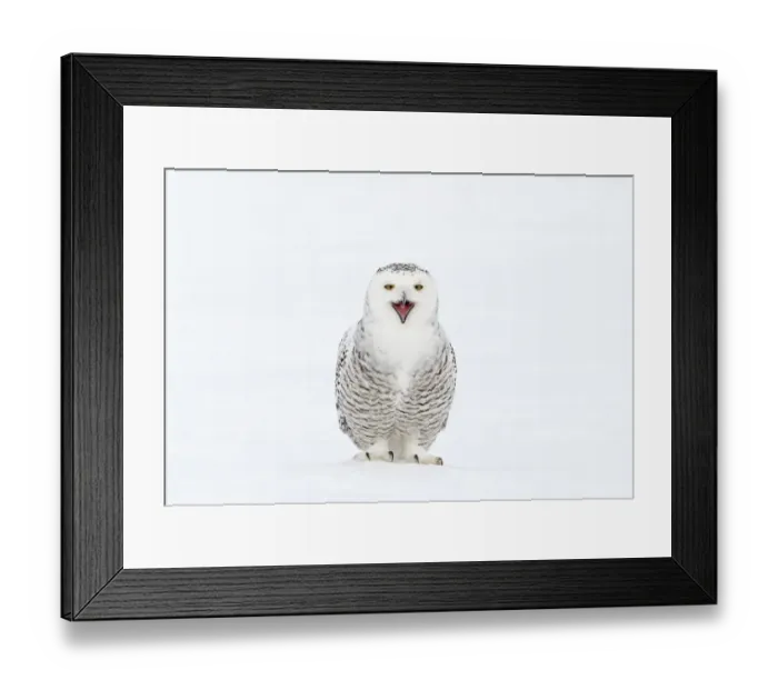 Framed Print : Snowy Owl (Bubo scandiaca) with its beak open. Canada, February Framed Print : Snowy Owl (Bubo scandiaca) with its beak open. Canada, February