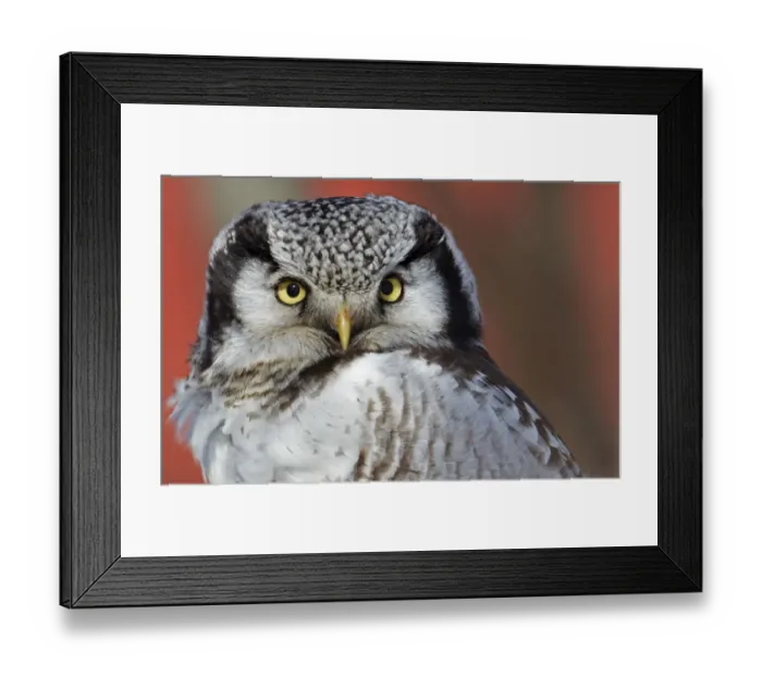 Framed Print : Portrait of a Hawk Owl (Surnia ulula). Uto, Finland, March Framed Print : Portrait of a Hawk Owl (Surnia ulula). Uto, Finland, March
