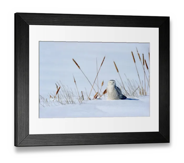 Framed Print : Snowy owl (Bubo scandiaca) on ground, Quebec, Canada, February Framed Print : Snowy owl (Bubo scandiaca) on ground, Quebec, Canada, February