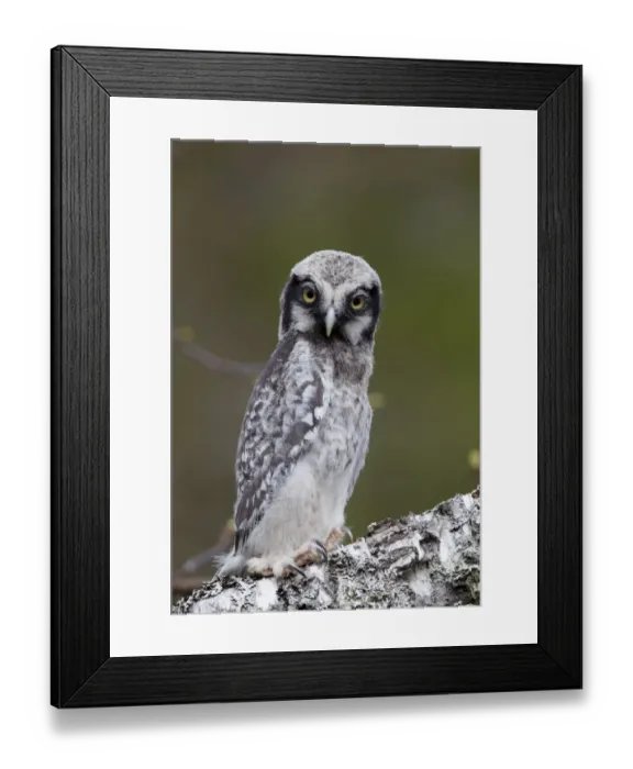 Framed Print : Hawk owl (Surnia ulula) juvenile, portrait, Kuusamo, Finland, May Framed Print : Hawk owl (Surnia ulula) juvenile, portrait, Kuusamo, Finland, May