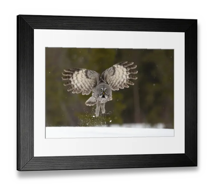 Framed Print : Great Grey owl (Strix nebulosa) taking off from the ground, Finland, April Framed Print : Great Grey owl (Strix nebulosa) taking off from the ground, Finland, April