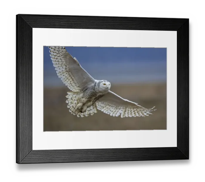 Framed Print : Snowy owl (Bubo scandiacus) in flight, Boundary Bay, British Columbia, Canada. February Framed Print : Snowy owl (Bubo scandiacus) in flight, Boundary Bay, British Columbia, Canada. February
