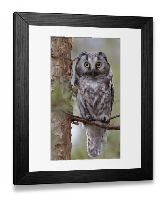 Framed Print : Tengmalms / Boreal owl (Aegolius funereus) perched on branch, Kuusamo, Finland, May Framed Print : Tengmalms / Boreal owl (Aegolius funereus) perched on branch, Kuusamo, Finland, May
