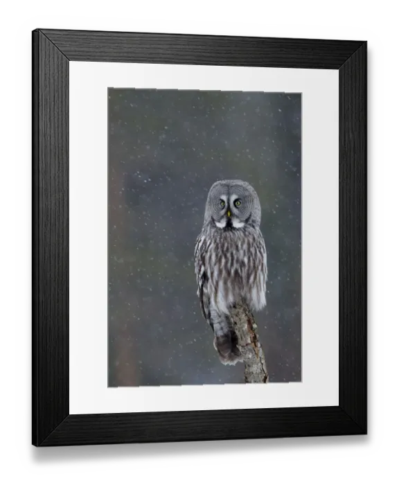Framed Print : Great Grey owl (Strix nebulosa) perched on a branch in snow, Finland, April Framed Print : Great Grey owl (Strix nebulosa) perched on a branch in snow, Finland, April