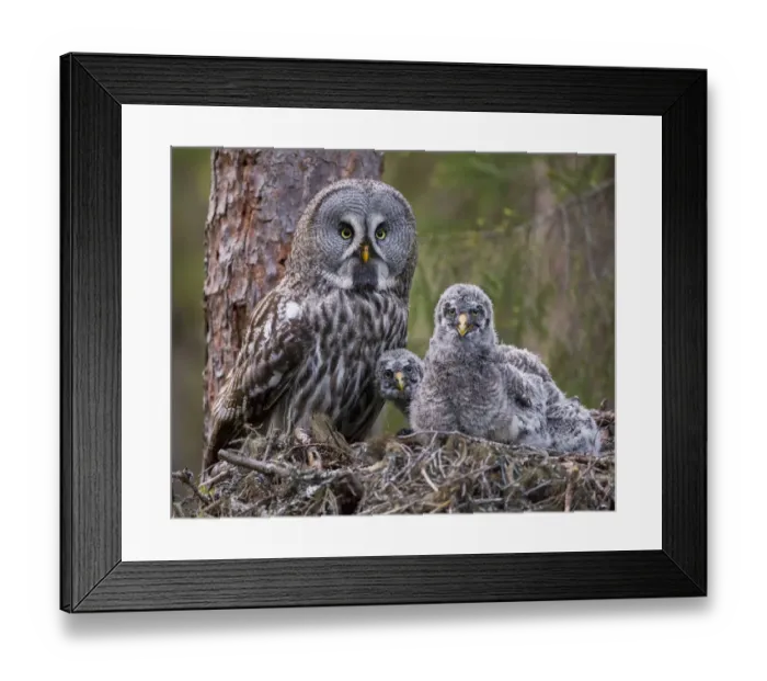 Framed Print : Great Grey Owl (Strix nebulosa) adult and chicks on nest. Nest frame is manmade Framed Print : Great Grey Owl (Strix nebulosa) adult and chicks on nest. Nest frame is manmade