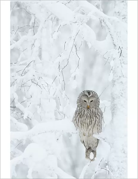 Ural Owl (Stix uralensis) resting in snowy tree, Kuusamo Finland February