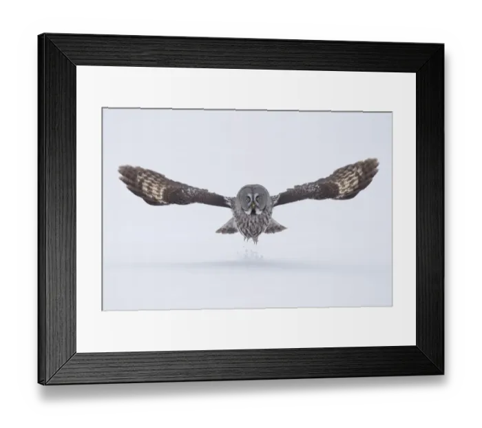 Framed Print : Great Grey owl (Strix nebulosa) taking off from the ground in snow, Finland, April Framed Print : Great Grey owl (Strix nebulosa) taking off from the ground in snow, Finland, April