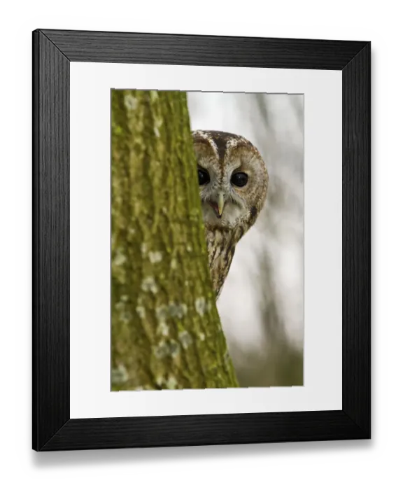 Framed Print : Tawny Owl (Strix aluco) adult female hiding behind tree trunk, trained bird, Somerset Framed Print : Tawny Owl (Strix aluco) adult female hiding behind tree trunk, trained bird, Somerset
