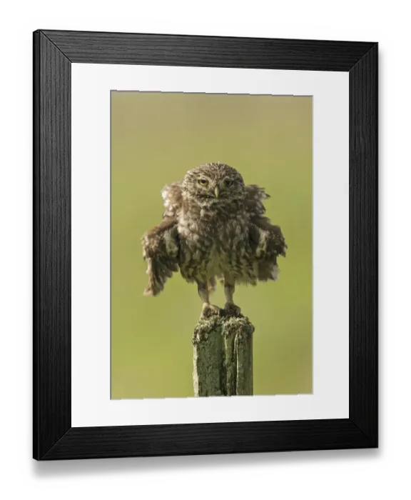 Framed Print : Little owl (Athene noctua) perched on a fence post, ruffling its feathers, Castro Verde Framed Print : Little owl (Athene noctua) perched on a fence post, ruffling its feathers, Castro Verde