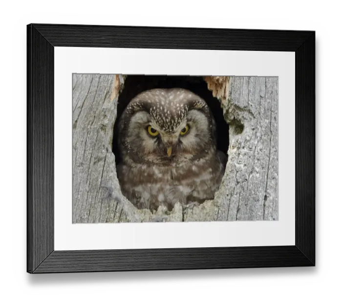 Framed Print : Tengmalms / Boreal owl (Aegolius funereus) looking out of hole in tree, Kuusamo Framed Print : Tengmalms / Boreal owl (Aegolius funereus) looking out of hole in tree, Kuusamo