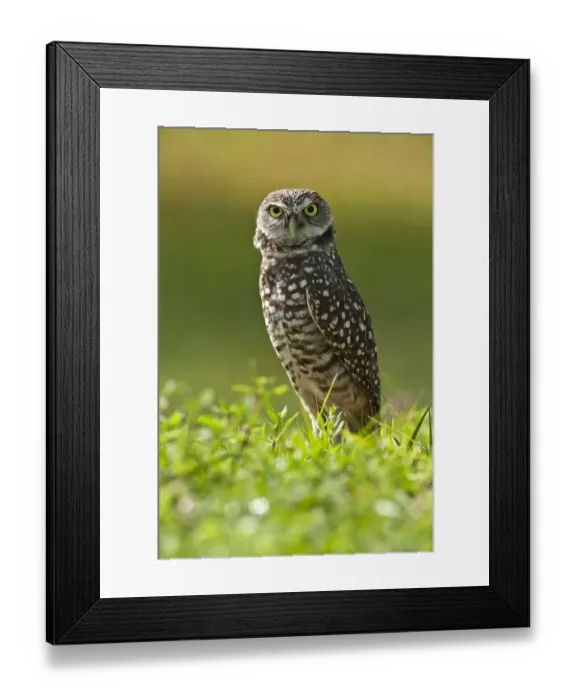 Framed Print : Burrowing owl (Athene cunicularia) standing at burrow entrance, Cape Coral, Florida Framed Print : Burrowing owl (Athene cunicularia) standing at burrow entrance, Cape Coral, Florida
