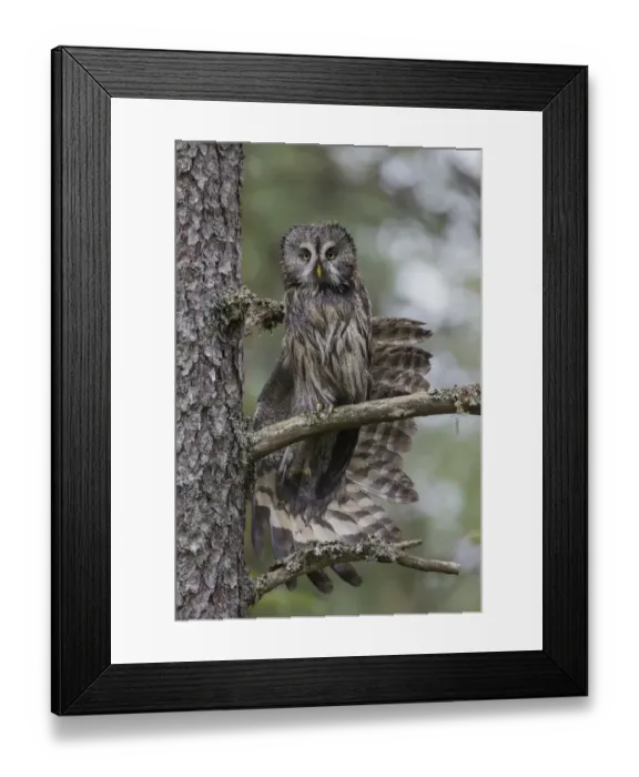 Framed Print : Great grey owl (Strix nebulosa) perched in a tree stretching its wing in light rain