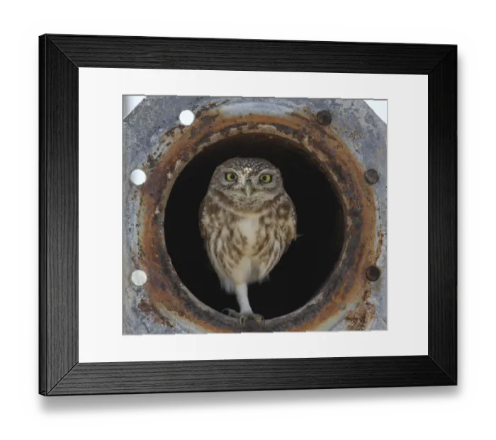 Framed Print : Little owl (Athene noctua) in old irrigation pipe, Oman, December Framed Print : Little owl (Athene noctua) in old irrigation pipe, Oman, December