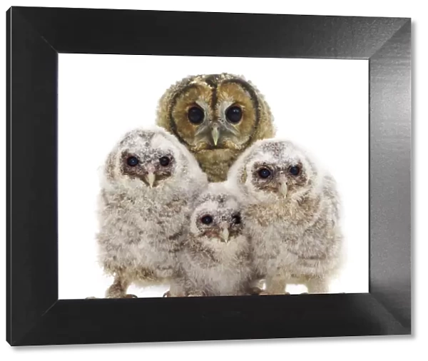 Tawny owl (Strix aluco) with three chicks, against white background