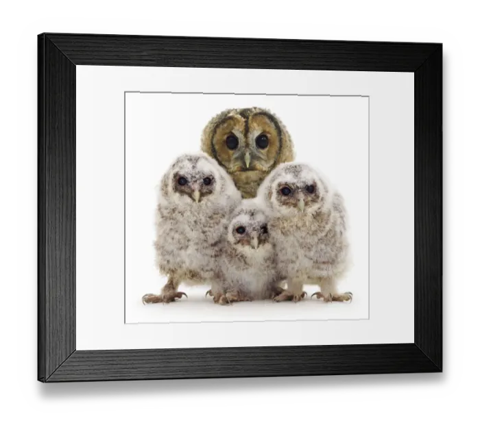 Framed Print : Tawny owl (Strix aluco) with three chicks, against white background Framed Print : Tawny owl (Strix aluco) with three chicks, against white background