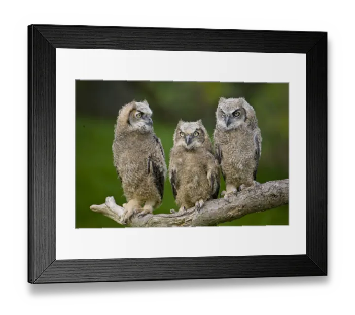 Framed Print : Great horned owl (Bubo virginianus) chicks. Captive bred, occurs in the Americas Framed Print : Great horned owl (Bubo virginianus) chicks. Captive bred, occurs in the Americas