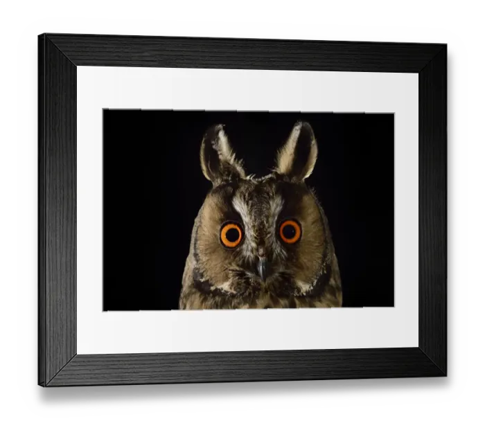 Framed Print : Long eared owl (Asio otus) at night, perched on oak tree snag Framed Print : Long eared owl (Asio otus) at night, perched on oak tree snag