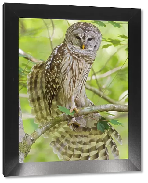 Barred owl (Strix varia) stretching wings, Corkscrew Swamp Audubon Sanctuary, Florida