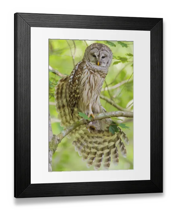 Framed Print : Barred owl (Strix varia) stretching wings, Corkscrew Swamp Audubon Sanctuary, Florida