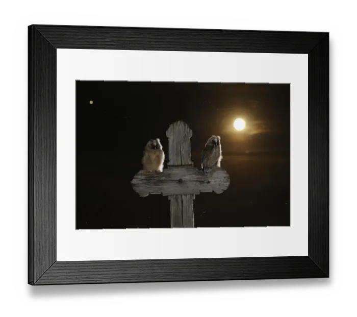 Framed Print : Long eared owl (Asio otus) chicks perched on a cross, with the moon, in the background Framed Print : Long eared owl (Asio otus) chicks perched on a cross, with the moon, in the background