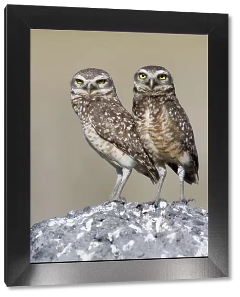 Burrowing Owl (Athene cunicularia) pair stand at their nesting site, Piaui, Brazil