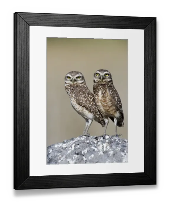 Framed Print : Burrowing Owl (Athene cunicularia) pair stand at their nesting site, Piaui, Brazil