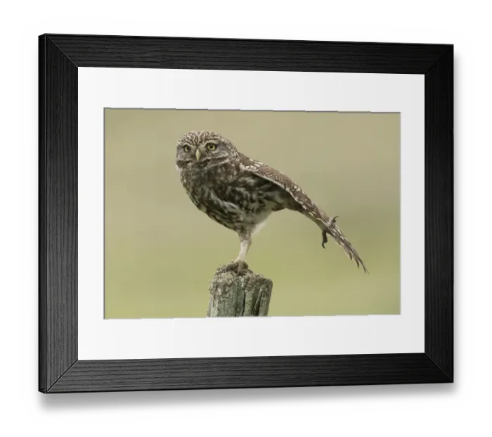 Framed Print : Little owl (Athene noctua) perched on a fence post, stretching its wings, Castro Verde Framed Print : Little owl (Athene noctua) perched on a fence post, stretching its wings, Castro Verde
