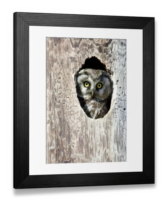 Framed Print : Tengmalms Owl, Boreal Owl (Aegolius funereus) looking out from its nest hole, Norway