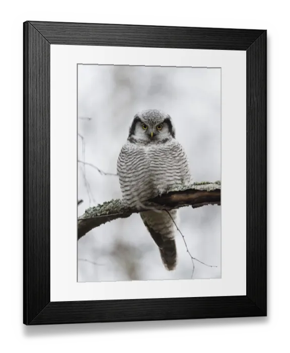Framed Print : Northern hawk-owl (Surnia ulula) Jyvaskya, Keski-Suomi, Lansi- ja Sisa-Suomi / Central Framed Print : Northern hawk-owl (Surnia ulula) Jyvaskya, Keski-Suomi, Lansi- ja Sisa-Suomi / Central