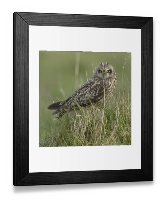 Framed Print : Short eared owl (Asio flammeus) in long grass, Breton Marsh, France, January Framed Print : Short eared owl (Asio flammeus) in long grass, Breton Marsh, France, January