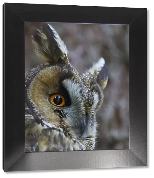 Long-eared owl (Asio otus), Hungary, January