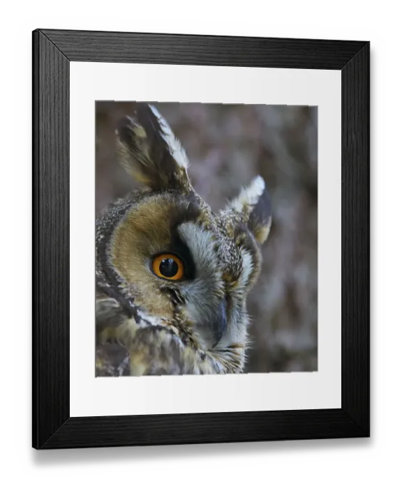 Framed Print : Long-eared owl (Asio otus), Hungary, January