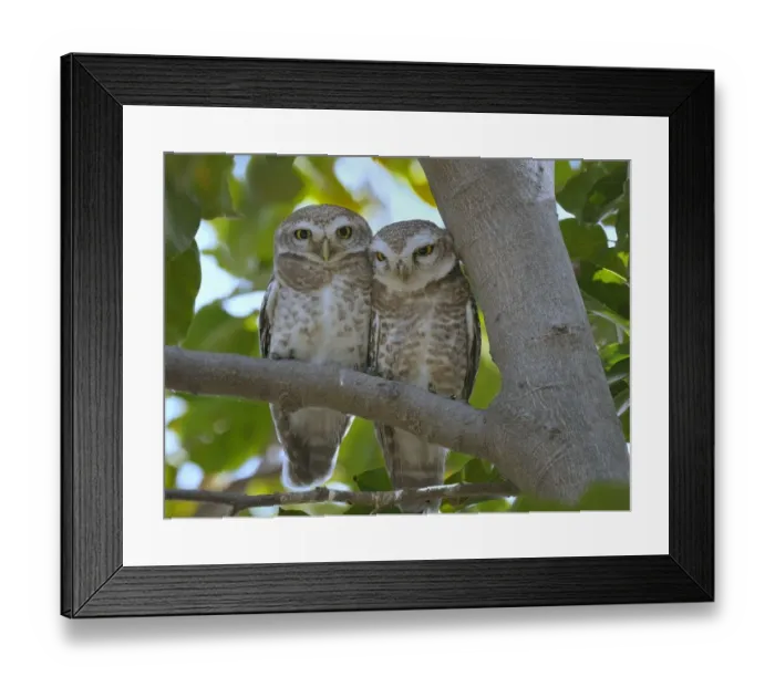Framed Print : Spotted owlet (Athene brama) pair on a branch, Bharatpur / Keoladeo Ghana National Park Framed Print : Spotted owlet (Athene brama) pair on a branch, Bharatpur / Keoladeo Ghana National Park