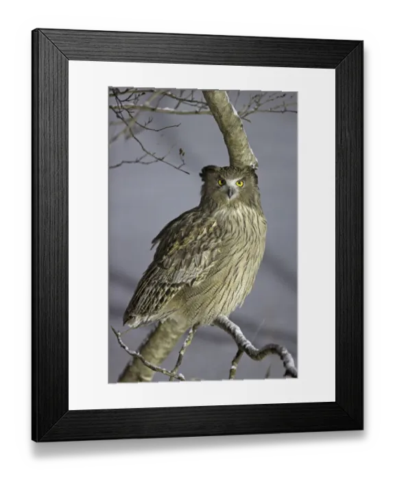 Framed Print : Blakistons Fish Owl (Ketupa blakistoni) perched, Hokkaido, Japan, February Framed Print : Blakistons Fish Owl (Ketupa blakistoni) perched, Hokkaido, Japan, February