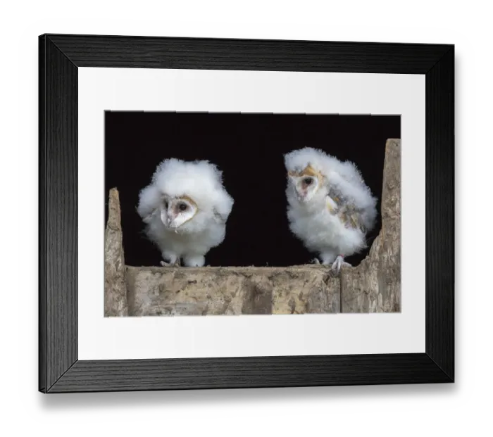 Framed Print : Barn owl chicks (Tyto alba) Cumbria, June. Captive Framed Print : Barn owl chicks (Tyto alba) Cumbria, June. Captive