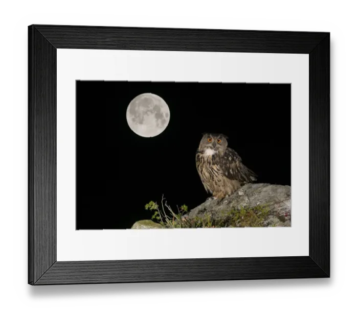 Framed Print : RF- Eurasian Eagle owl (Bubo bubo) adult perched on rocky outcrop with the Super Full Moon Framed Print : RF- Eurasian Eagle owl (Bubo bubo) adult perched on rocky outcrop with the Super Full Moon