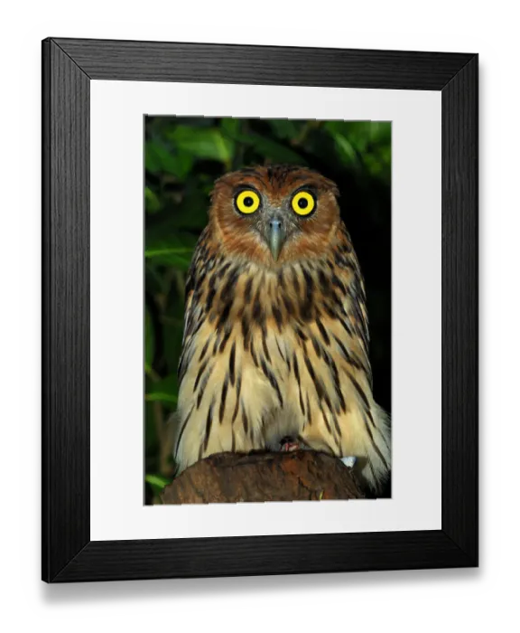 Framed Print : Philippine eagle owl (Bubo philippinensis) captive, endemic to the Philippines Framed Print : Philippine eagle owl (Bubo philippinensis) captive, endemic to the Philippines