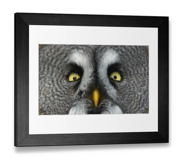 Framed Print : Great grey owl (Strix nebulosa) close up of face, Kuusamo, Finland, March Framed Print : Great grey owl (Strix nebulosa) close up of face, Kuusamo, Finland, March