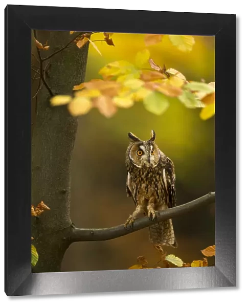Long-eared owl (Asio otus) perched in tree amongst autumn leaves, Czech Republic, October