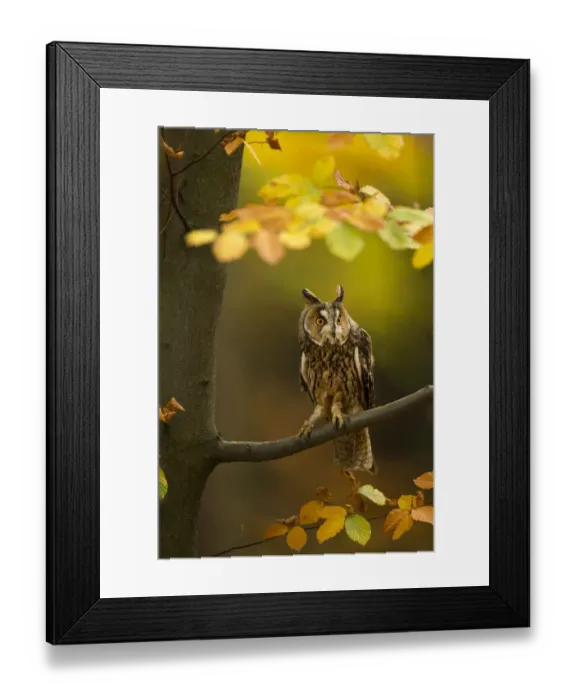 Framed Print : Long-eared owl (Asio otus) perched in tree amongst autumn leaves, Czech Republic, October Framed Print : Long-eared owl (Asio otus) perched in tree amongst autumn leaves, Czech Republic, October