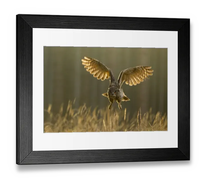 Framed Print : Eagle owl (Bubo bubo) in flight through forest, backlit at dawn, Czech Republic, November Framed Print : Eagle owl (Bubo bubo) in flight through forest, backlit at dawn, Czech Republic, November