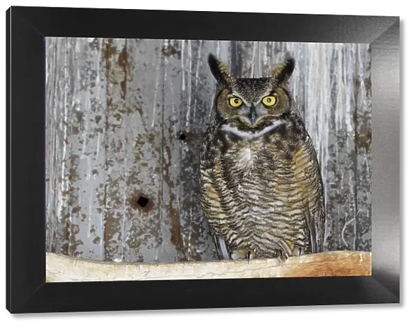 Great horned owl (Bubo virginianus) male roosting in an abandoned barn. Idaho, USA