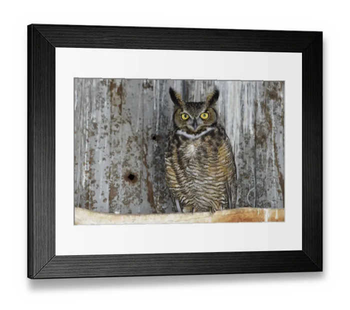 Framed Print : Great horned owl (Bubo virginianus) male roosting in an abandoned barn. Idaho, USA Framed Print : Great horned owl (Bubo virginianus) male roosting in an abandoned barn. Idaho, USA